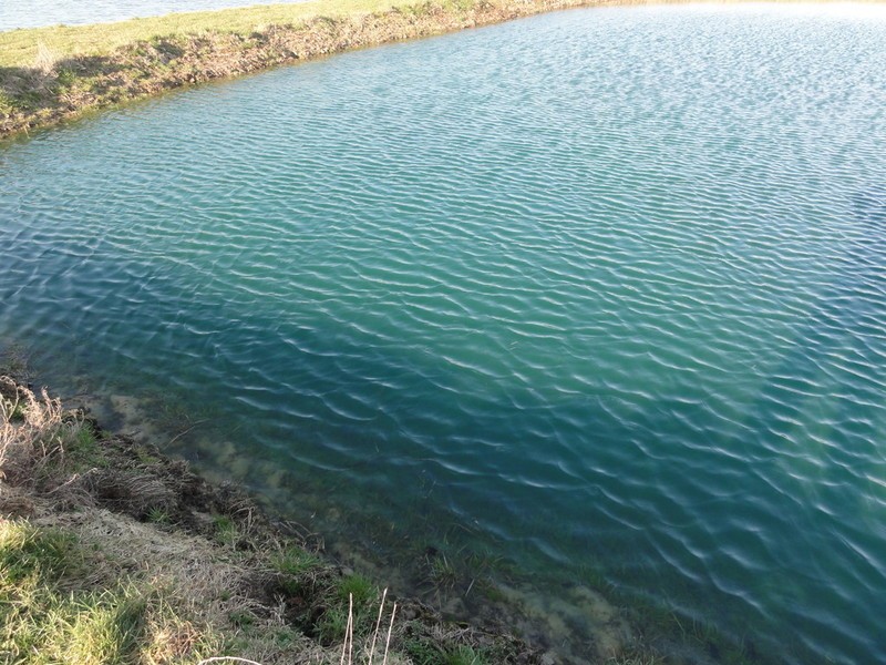 DYOFIX POND BLUE | 5ltr. | dažai ežerams nuo dumblių